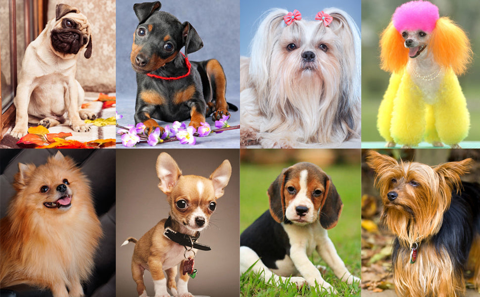 EchoTrain Clicker – Professional Pet Behavior Training Aid