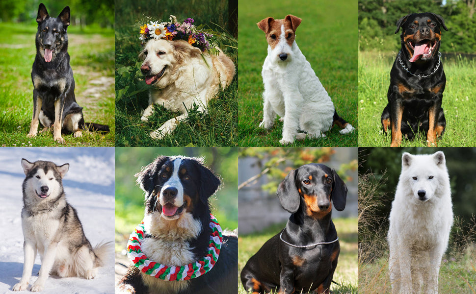 EchoTrain Clicker – Professional Pet Behavior Training Aid