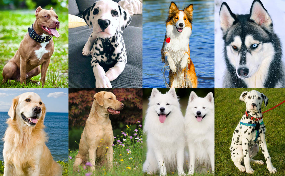 EchoTrain Clicker – Professional Pet Behavior Training Aid